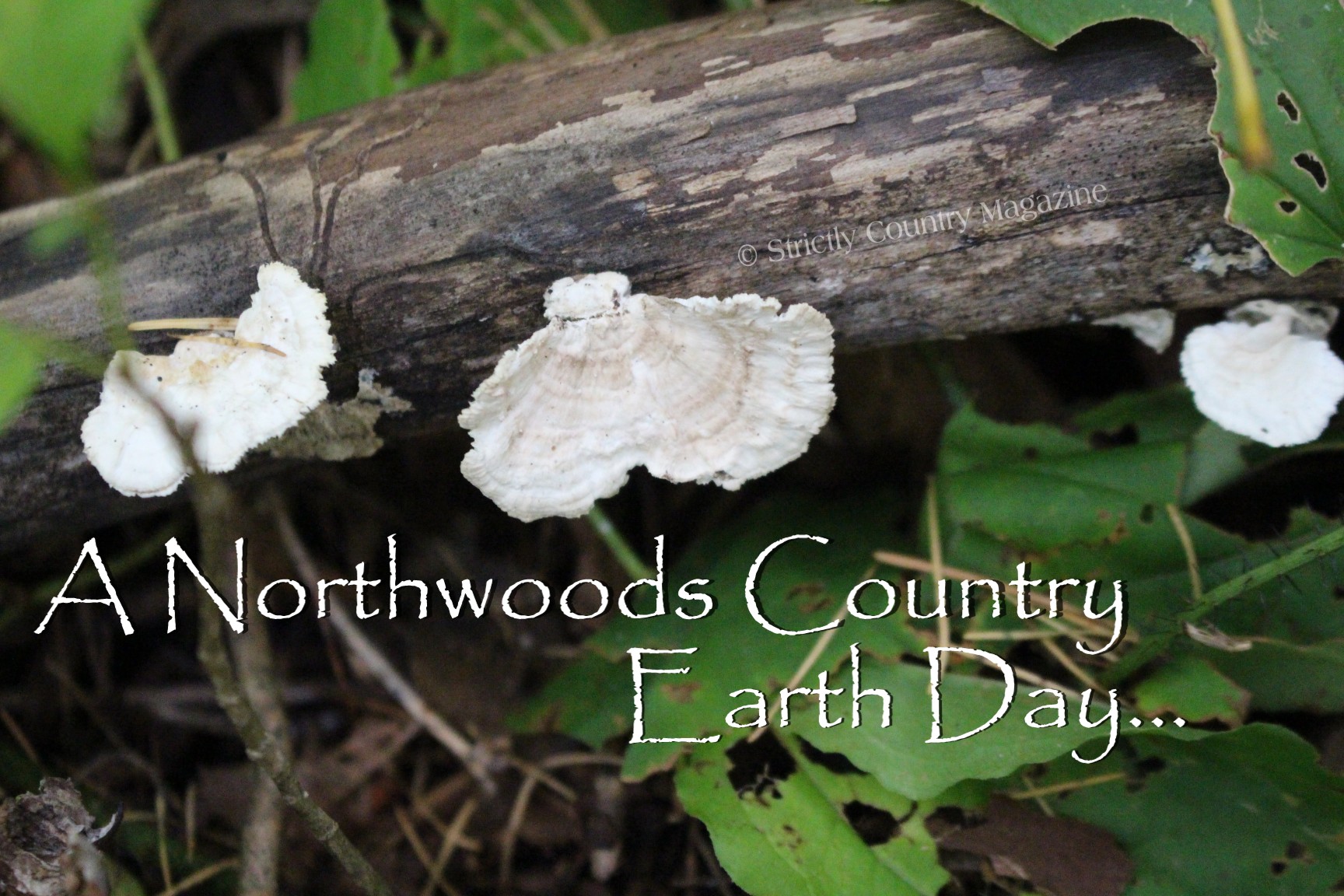 Strictly Country copyright A Northwoods Country Earth Day title